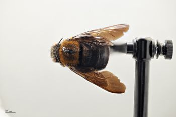 Media type: image;   Entomology 810854 Aspect: habitus dorsal view